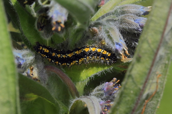 Larva da id. -  Callimorpha dominula